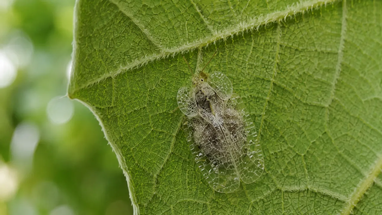 Tigrul platanului Corythucha ciliata sub lentilă — combatere în Sibiu